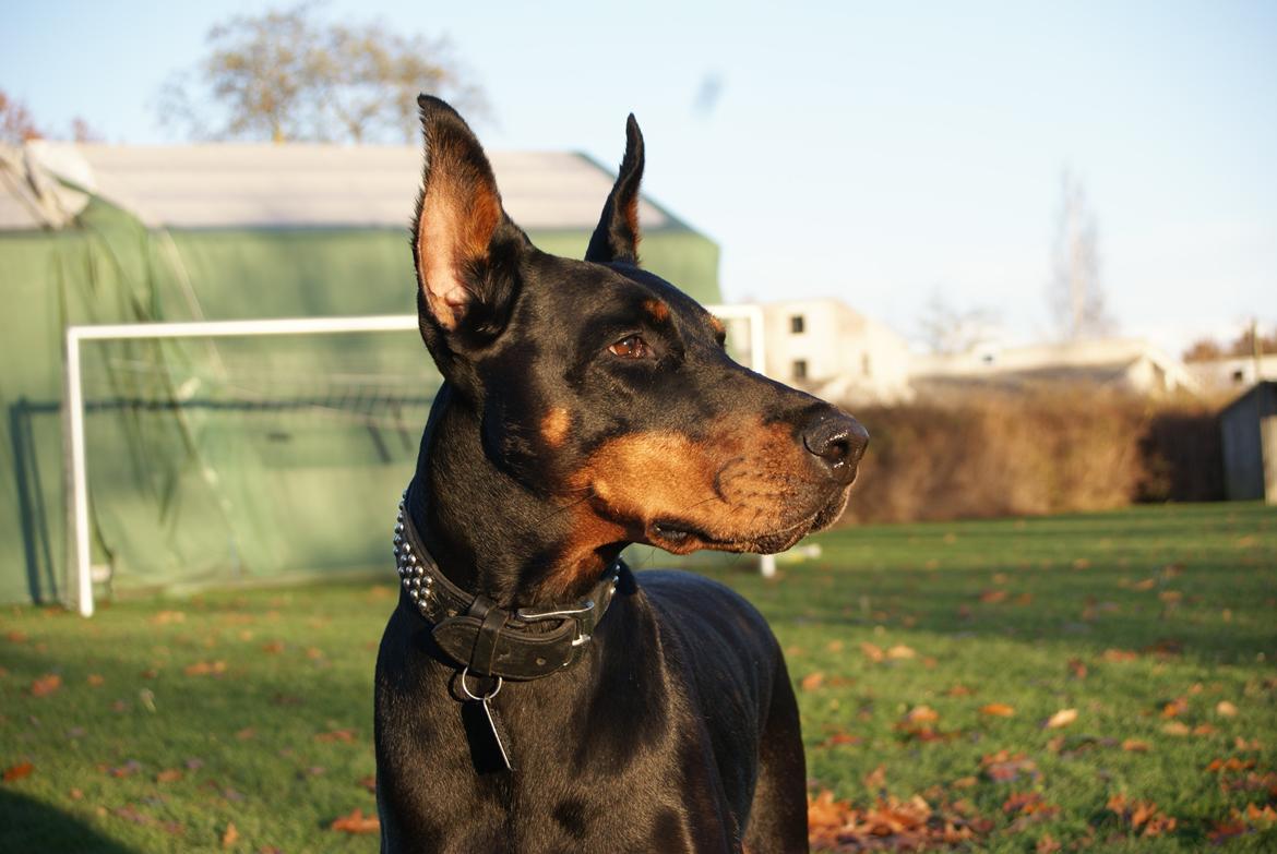 Dobermann Legrant Land Bohema Born billede 8
