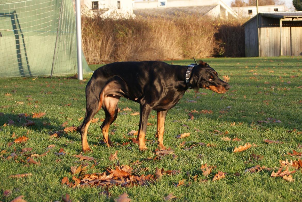 Dobermann Legrant Land Bohema Born billede 9