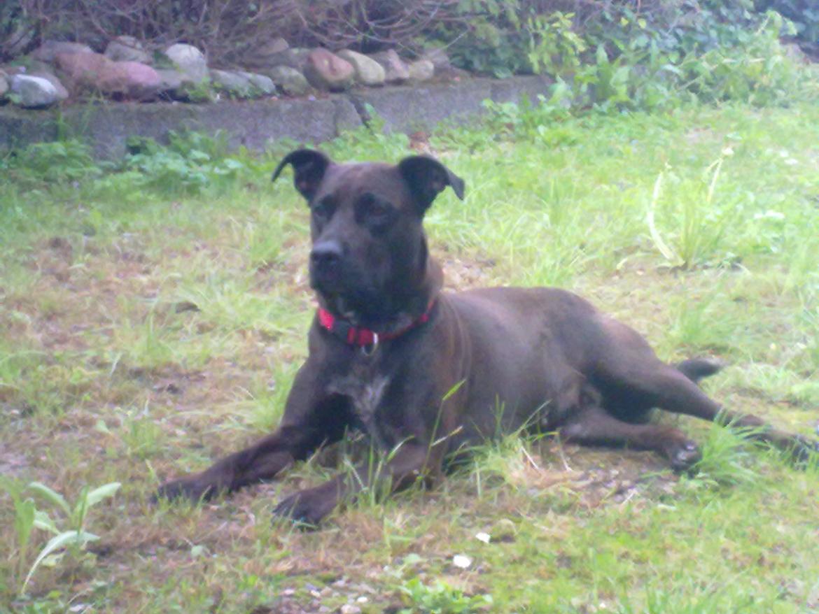 Blanding af racer Kasmir billede 8