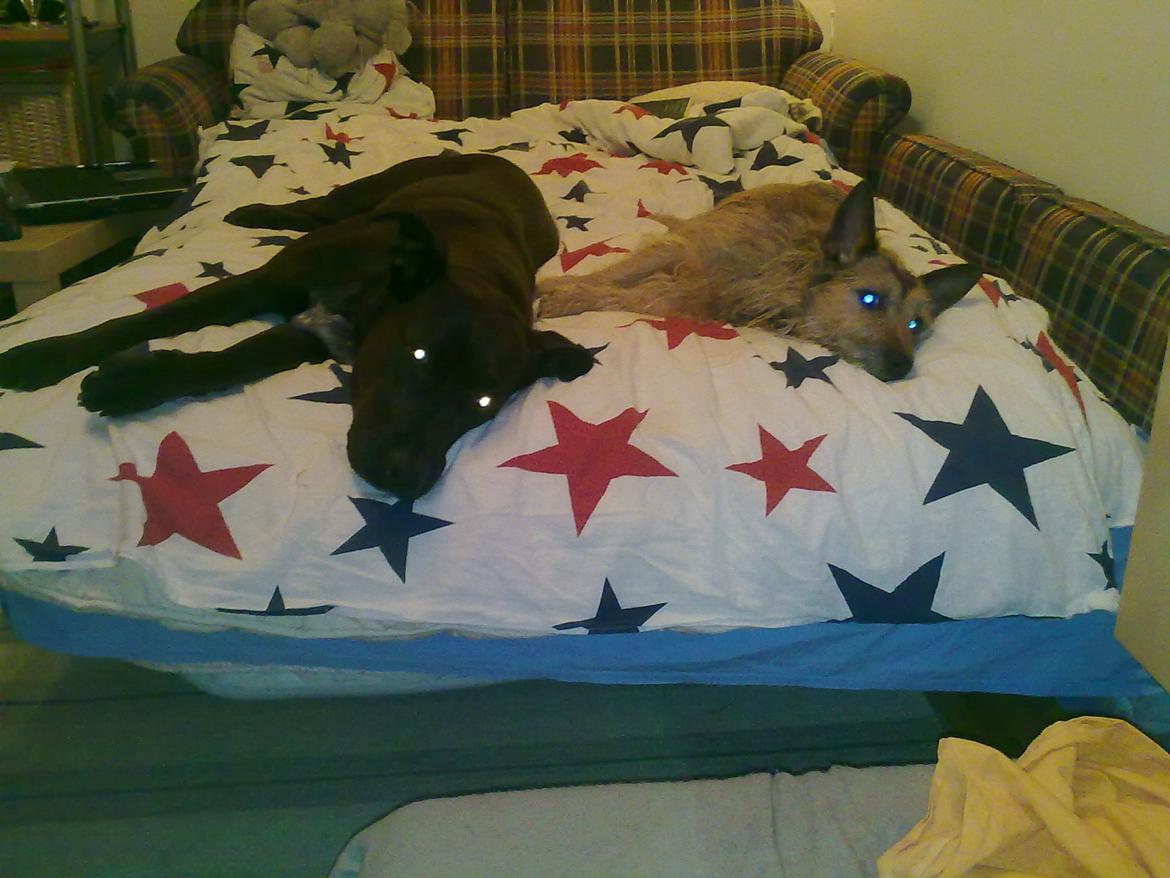 Blanding af racer Kasmir billede 9