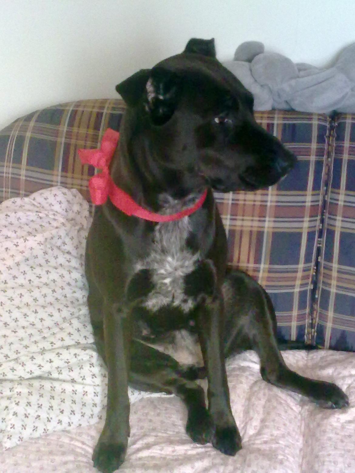 Blanding af racer Kasmir billede 10