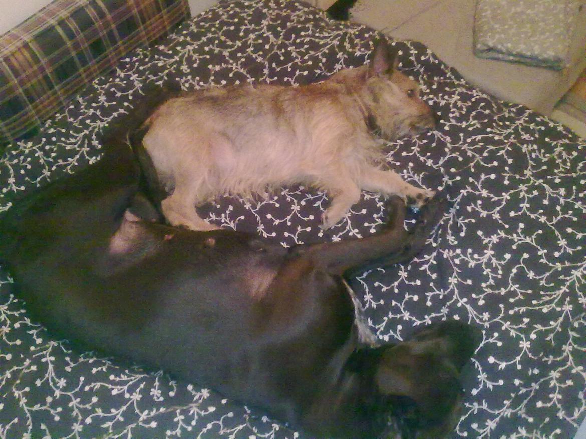 Blanding af racer Kasmir billede 11