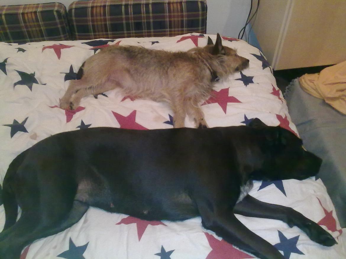 Blanding af racer Kasmir billede 12