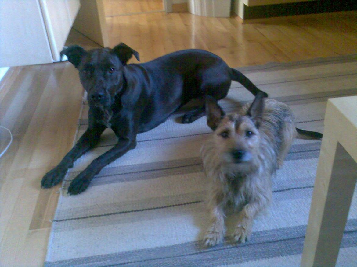 Blanding af racer Kasmir billede 13