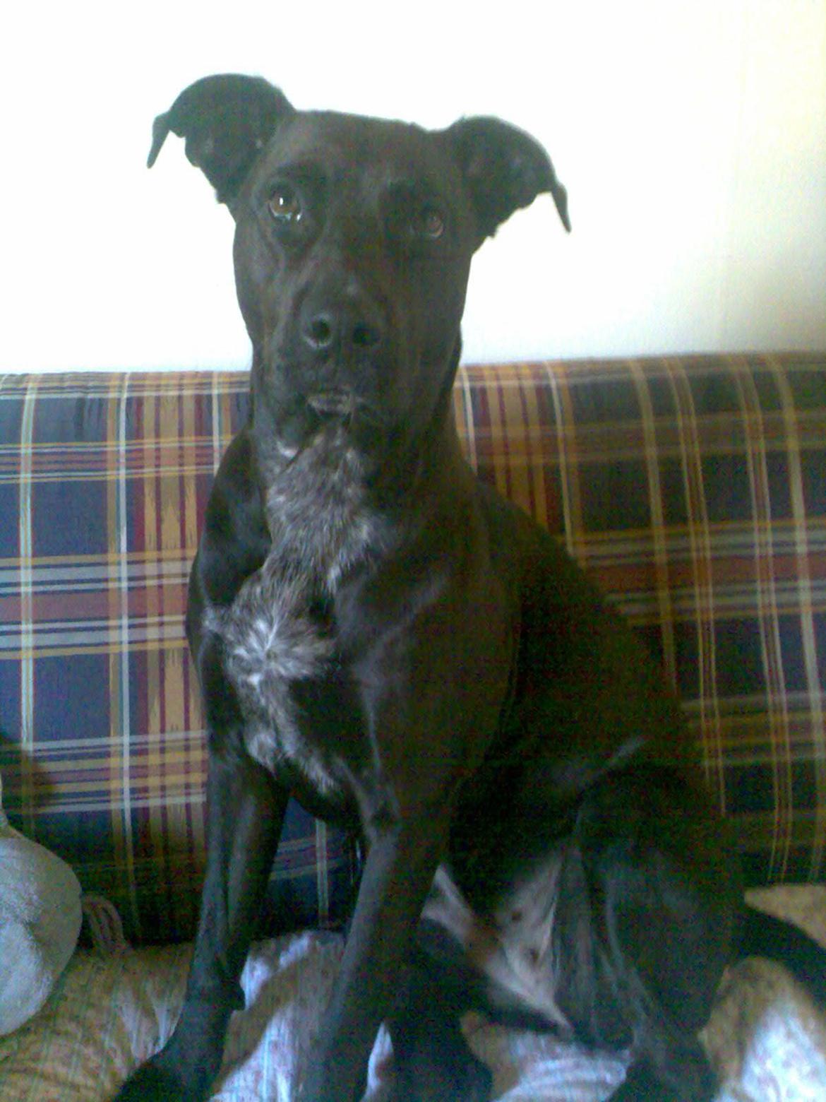 Blanding af racer Kasmir billede 14