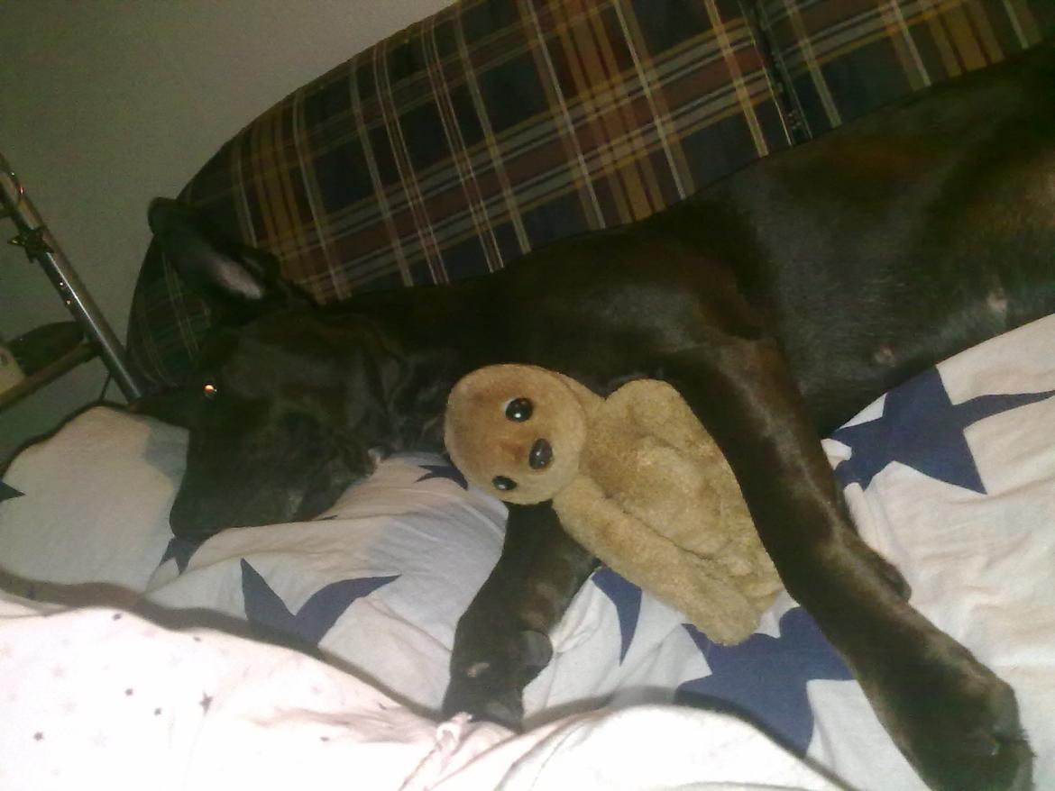 Blanding af racer Kasmir billede 15