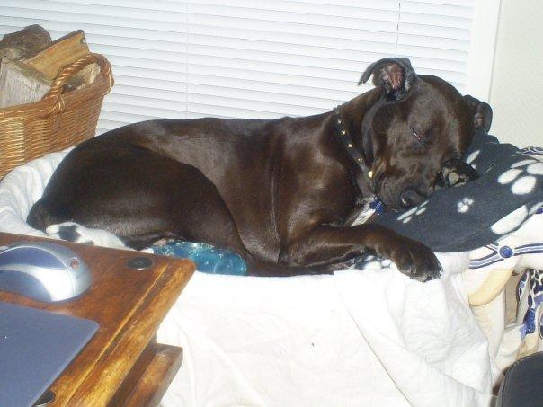 Blanding af racer Kasmir billede 16