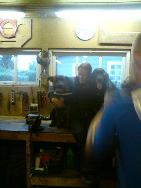 Blanding af racer Kasmir billede 17