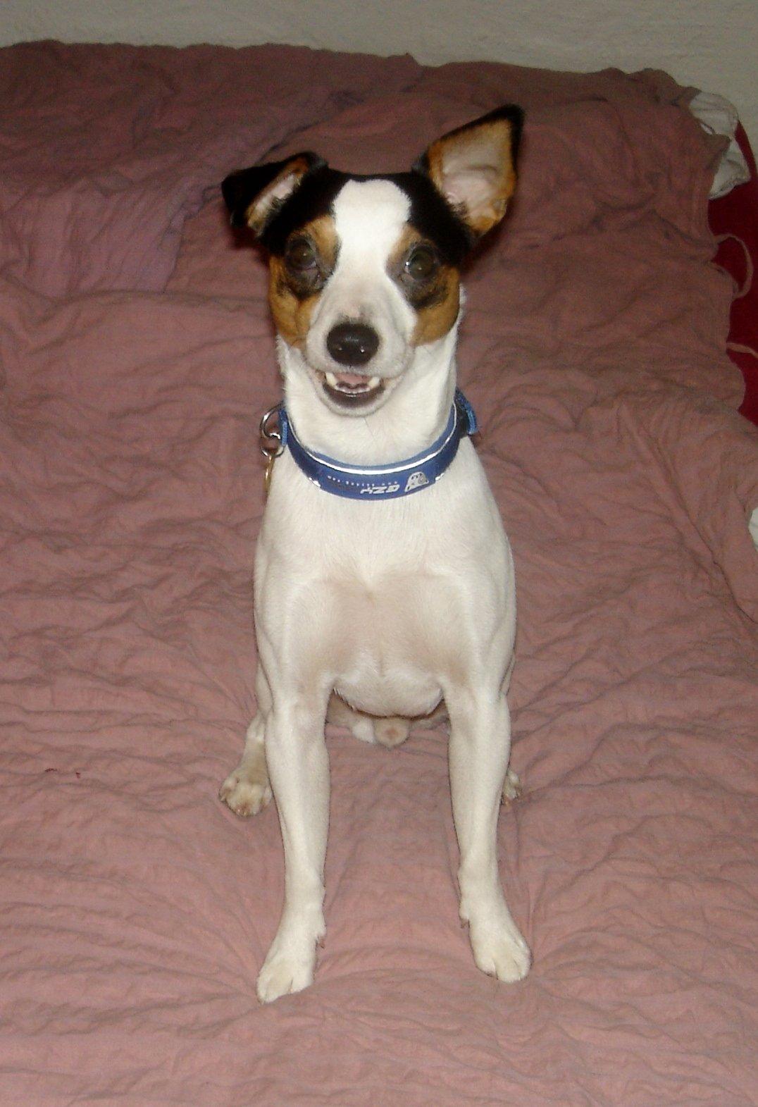 Dansk svensk gaardhund Milo Min Soulmate - I dag bliver jeg 1 år. billede 32