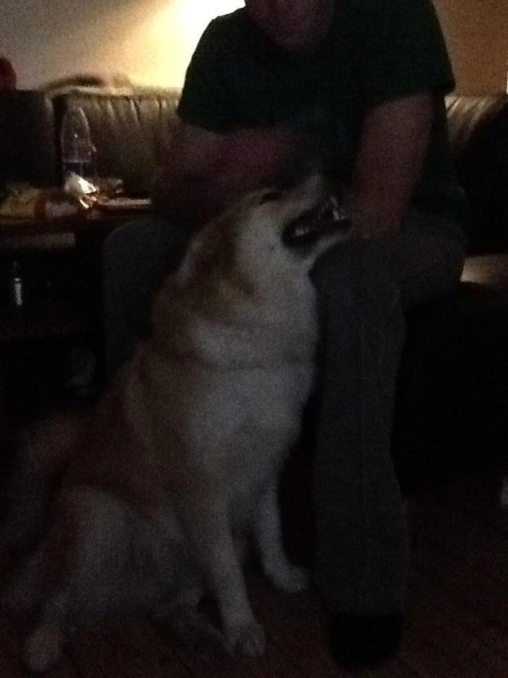 Islandsk fårehund Menja billede 1