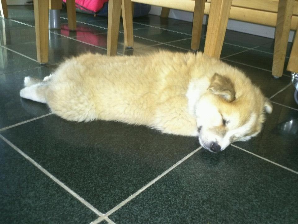 Islandsk fårehund Menja billede 2