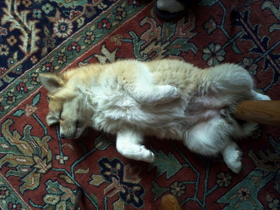 Islandsk fårehund Menja billede 3