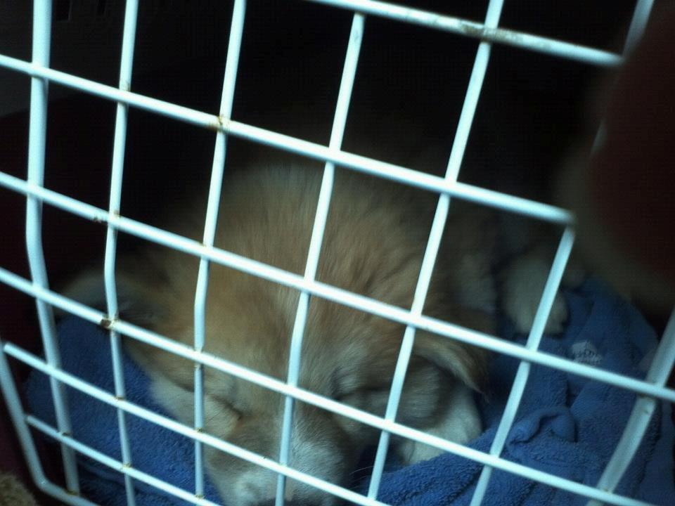 Islandsk fårehund Menja - På vej hjem for første gang billede 4