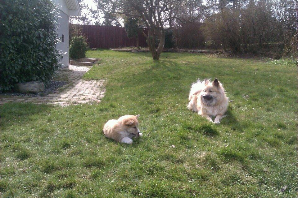 Islandsk fårehund Menja billede 5