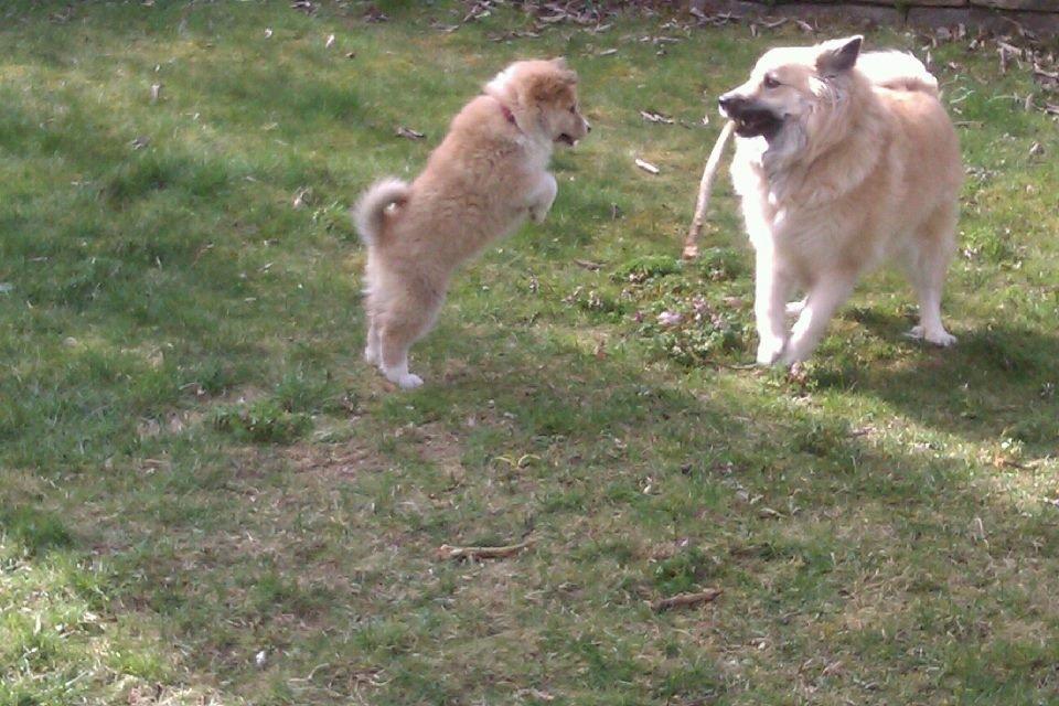 Islandsk fårehund Menja - Menja på jagt efter pind. billede 6