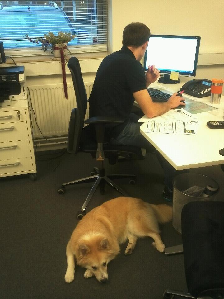 Islandsk fårehund Menja - Med på arbejde ;) billede 7