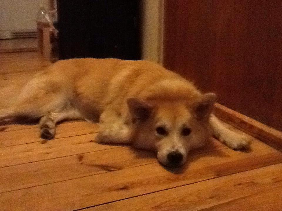 Islandsk fårehund Menja - Menja venter pænt mens jeg tager støvler på :)  billede 8