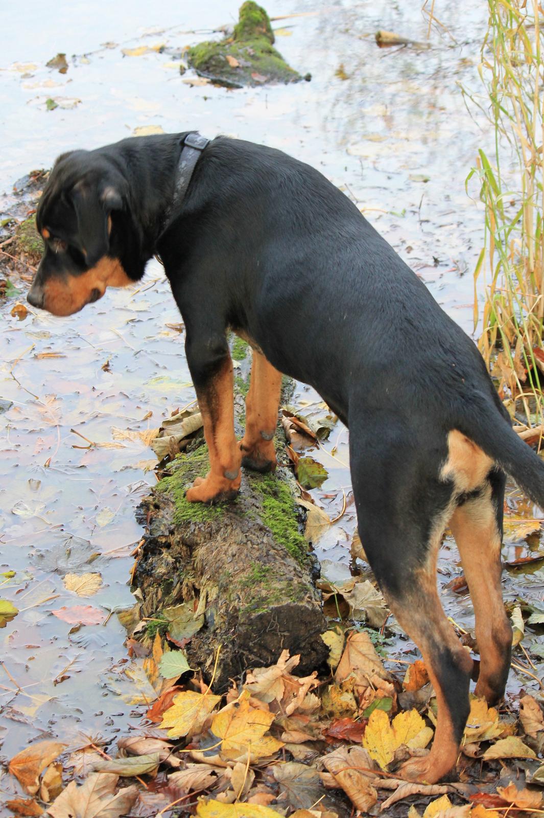 Rottweiler Kato Aflivet grundet AD/HD d. 15/4-13 - Kato 7 mdr.  billede 1