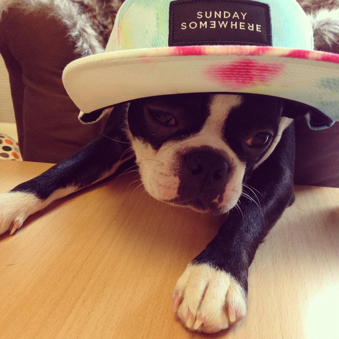 Boston terrier Donna billede 3