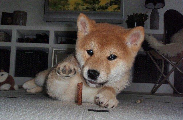 Shiba Kenzo billede 1