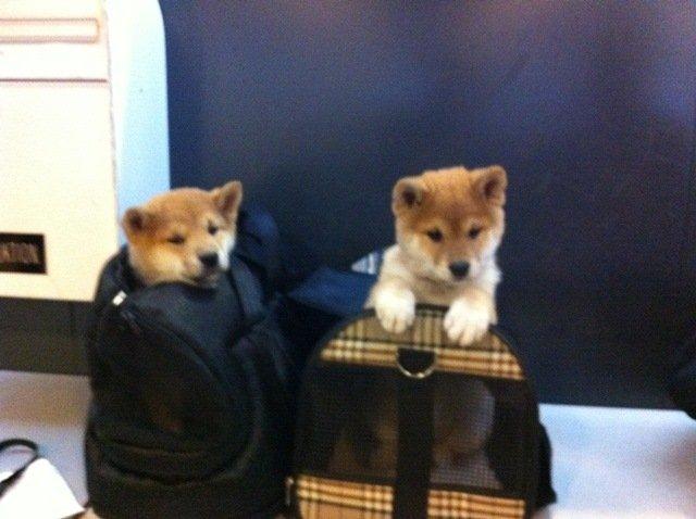Shiba Kenzo billede 2