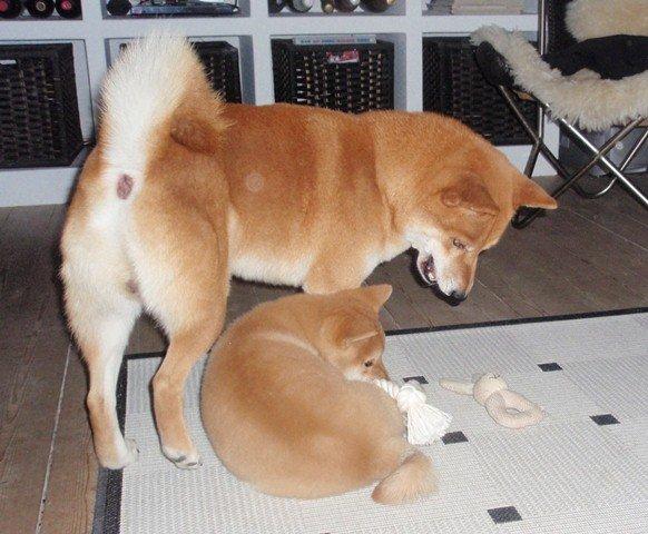 Shiba Kenzo billede 3