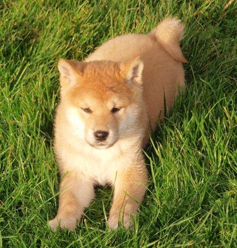 Shiba Kenzo billede 4