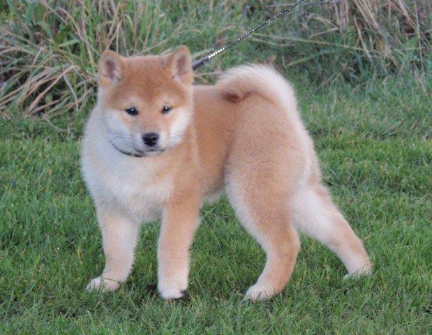 Shiba Kenzo billede 5