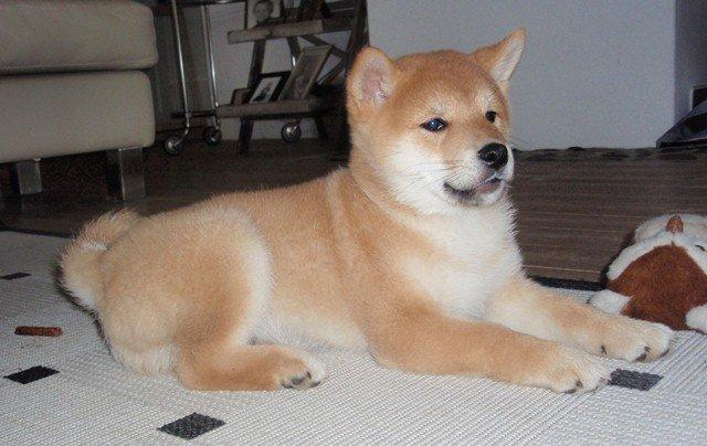 Shiba Kenzo billede 6