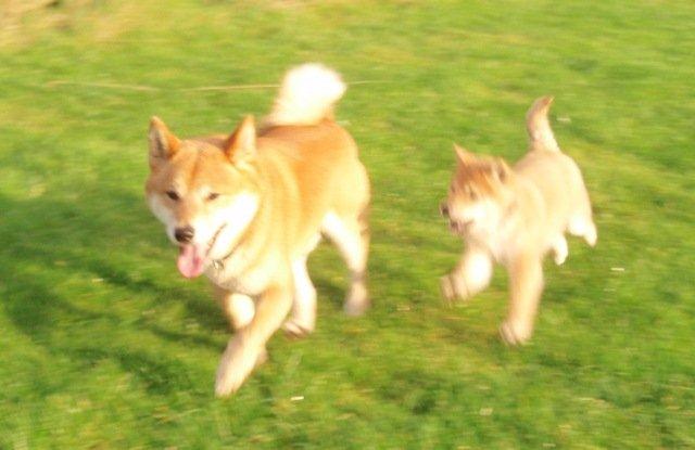 Shiba Kenzo billede 7