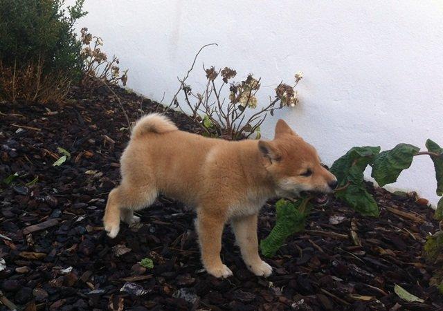 Shiba Kenzo billede 8