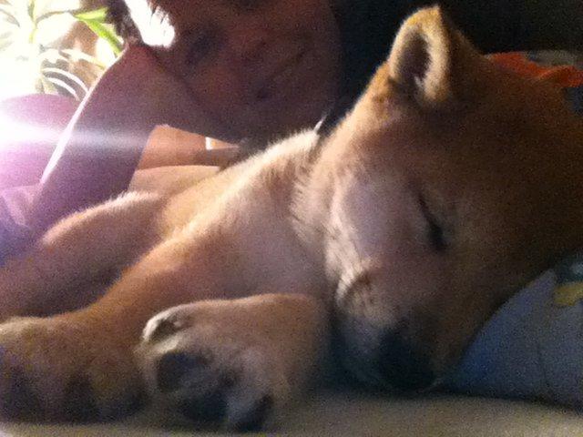 Shiba Kenzo billede 9