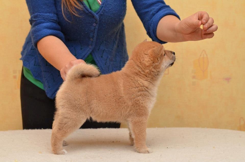 Shiba Kenzo billede 10