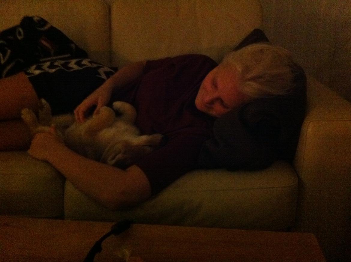 Shiba Kenzo billede 11