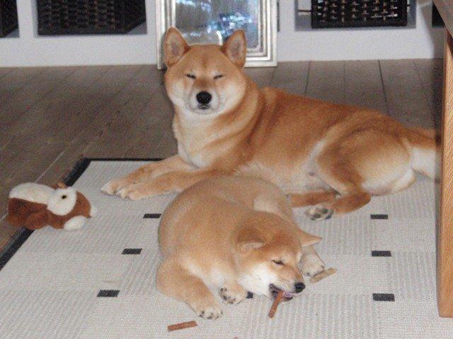 Shiba Kenzo billede 12