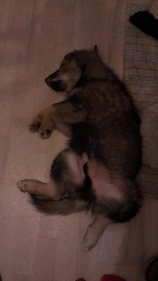 Finsk lapphund Balto billede 14