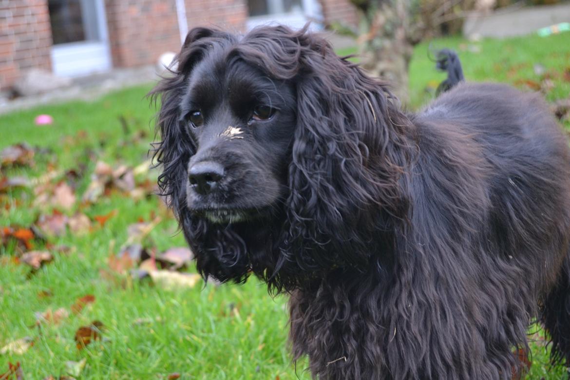 Blanding af racer Mulle - Så smuk!<3 billede 16