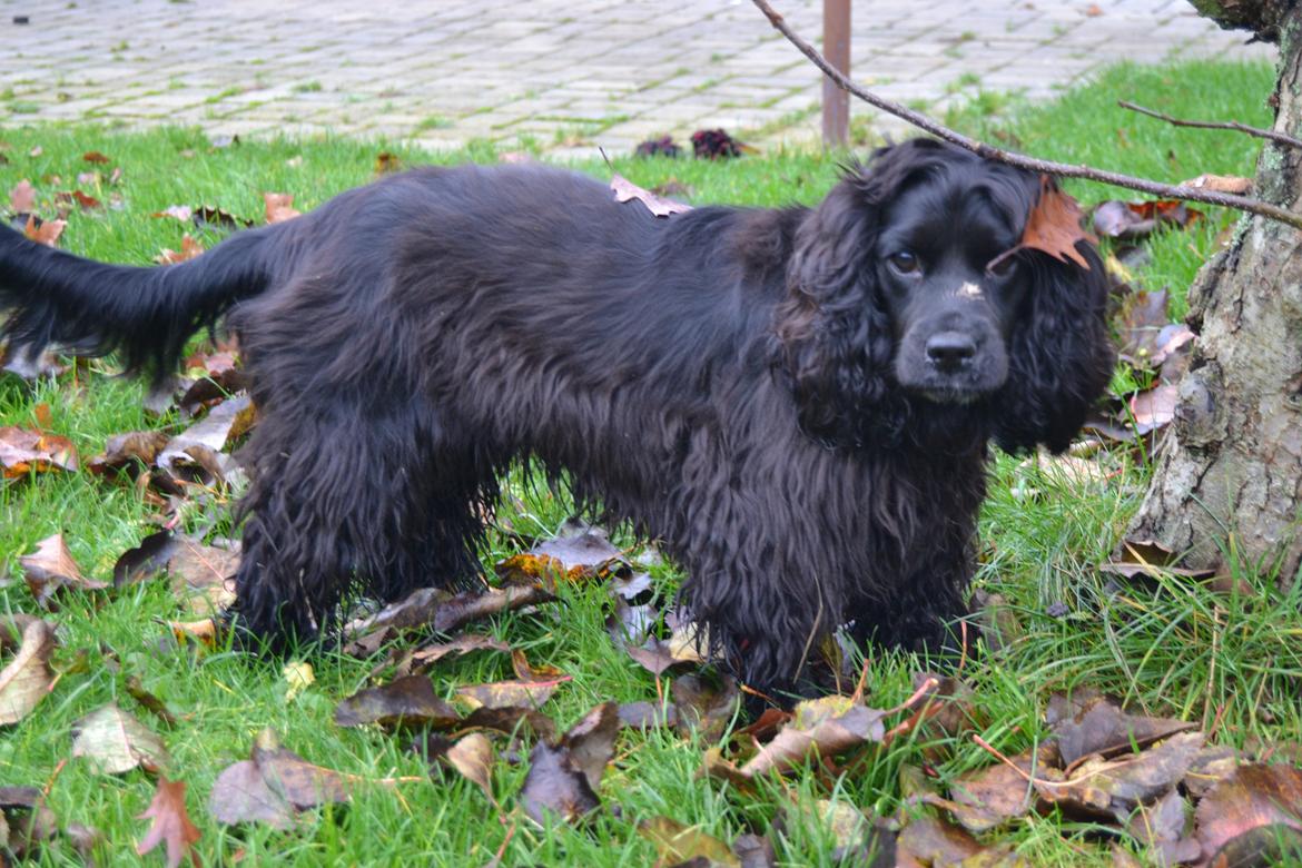 Blanding af racer Mulle billede 17