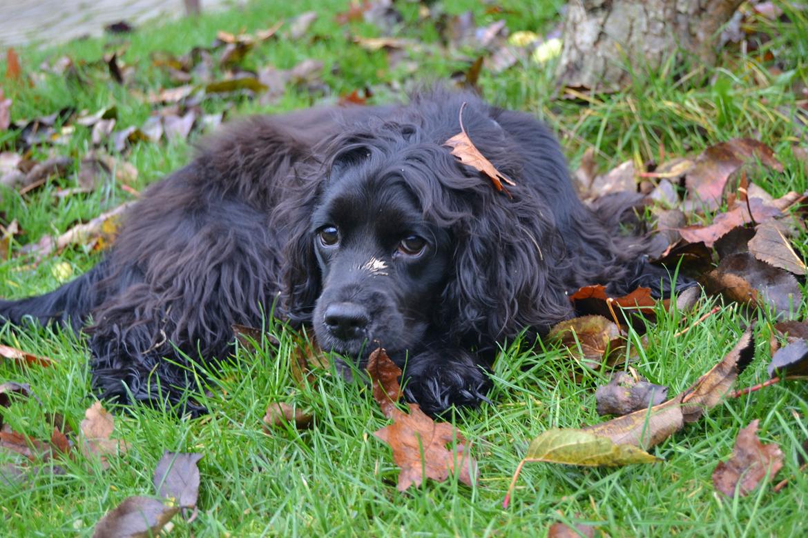 Blanding af racer Mulle - skat dog:-* billede 19