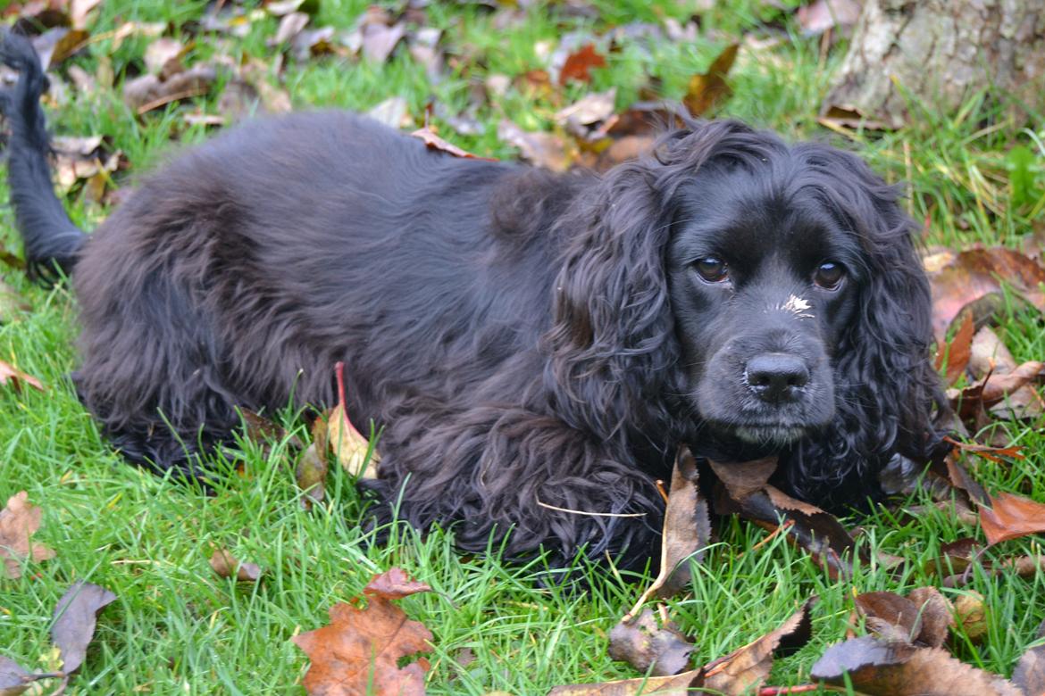 Blanding af racer Mulle - Efterår 2012! :-D <3
 billede 2