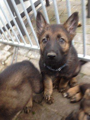 Schæferhund Cutulus Liva - Liva 7 uger billede 1