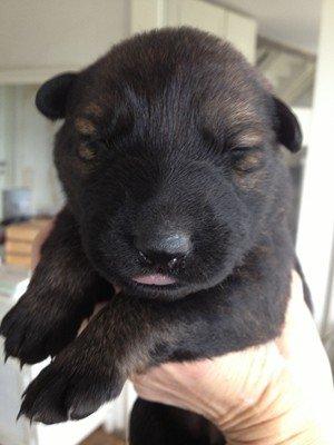 Schæferhund Cutulus Liva - Liva 1 uge billede 2