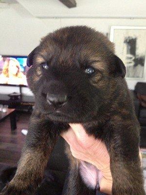 Schæferhund Cutulus Liva - Liva 2 uger billede 3