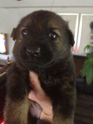 Schæferhund Cutulus Liva - Liva 3 uger billede 4