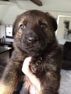 Schæferhund Cutulus Liva - Liva 4 uger billede 5