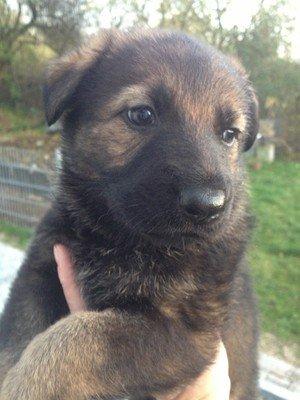 Schæferhund Cutulus Liva - Liva 5 uger billede 6