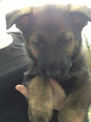 Schæferhund Cutulus Liva - Liva 6 uger billede 7