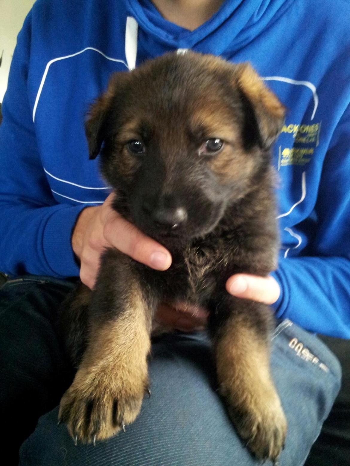 Schæferhund Cutulus Liva billede 8