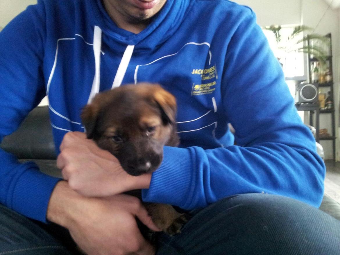 Schæferhund Cutulus Liva billede 9