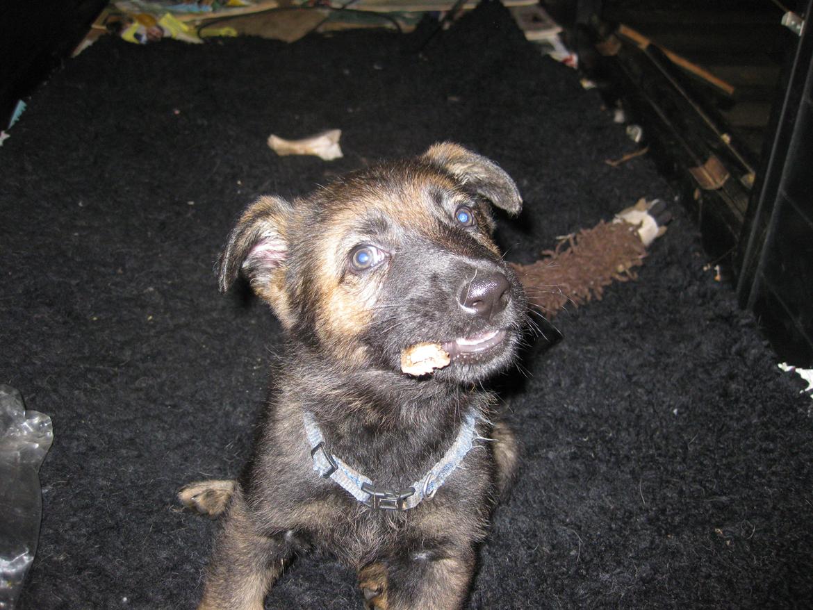 Schæferhund Cutulus Liva billede 10